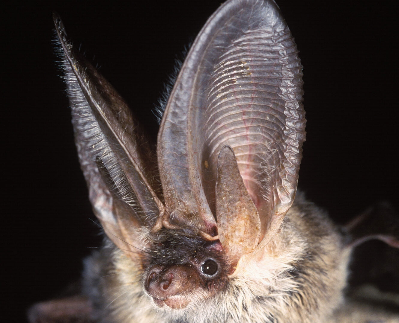 Our vision is of a world rich in wildlife where bats and people thrive together